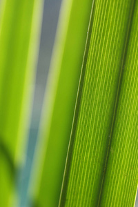 自然界中绿色芦苇的特写镜头图片
