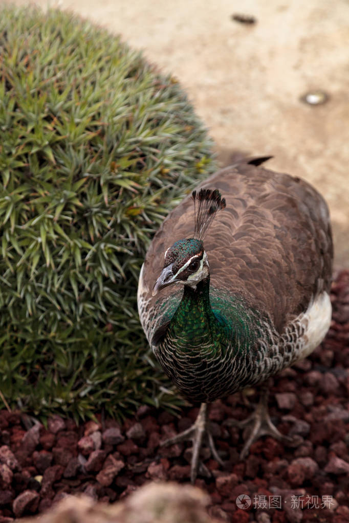 棕色和绿色的雌孔雀绿孔雀消化系统