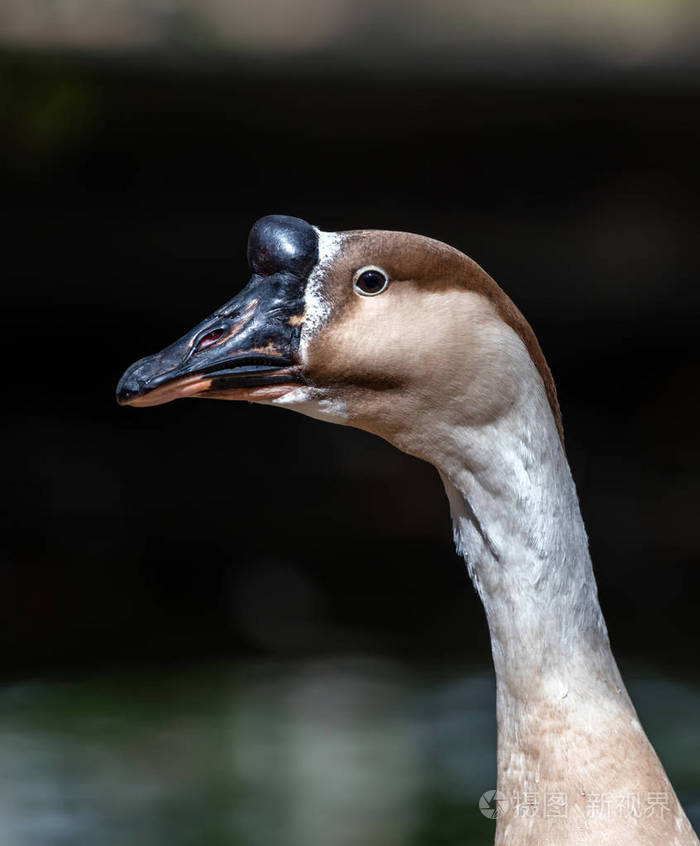 一只棕色的中国鹅的头