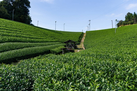 美丽的新鲜茶叶种植园场