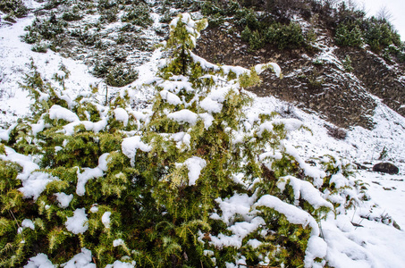 冬天在森林里的松树树枝上下雪