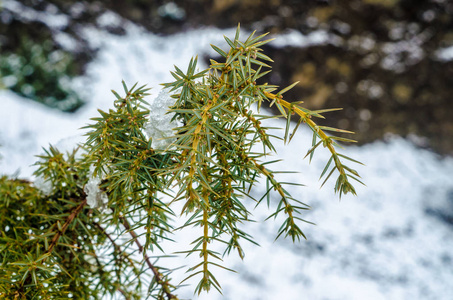 冬天在森林里的松树树枝上下雪