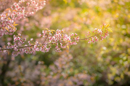 野生喜马拉雅山樱桃春天开花
