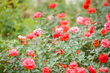 玫瑰花园里的花