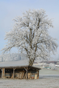 覆盖着白霜的老果树