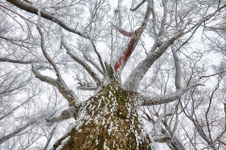 自然的冬天 灌木和树木覆盖着雪