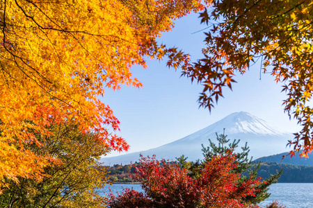 富士山 槭树