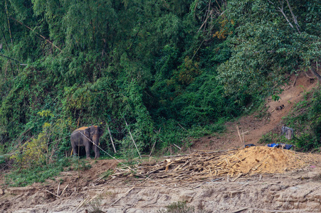 大象附近山林