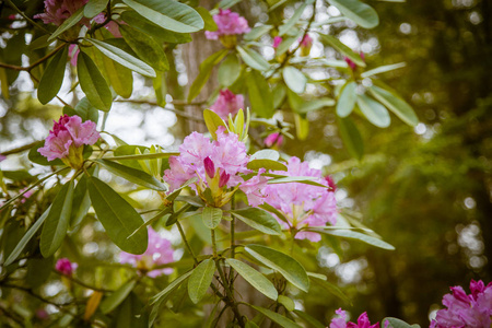 美丽的粉红色杜鹃花在自然背景