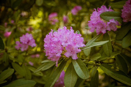 美丽的粉红色杜鹃花在自然背景