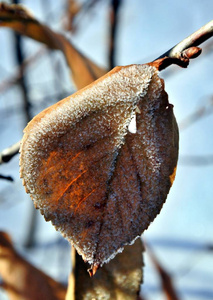 干燥的霜冻叶在冬天早晨的太阳
