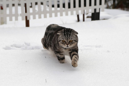 在雪中的猫