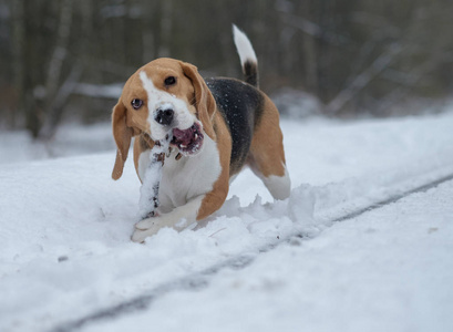 在雪中运行比格犬