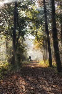 山地自行车在森林中