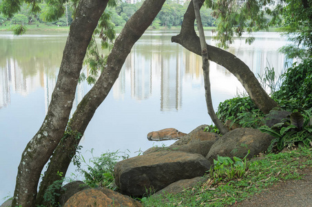 巴西 pr 隆德里纳伊加波湖岸边的石头和树枝
