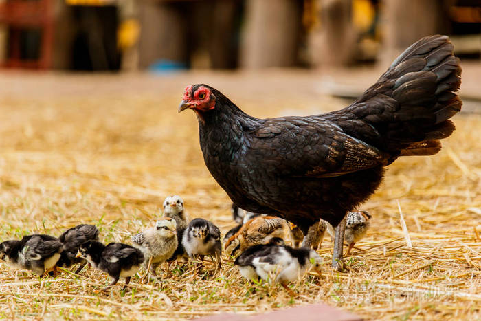 自然环境农村场景中饲养的母鸡小鸡