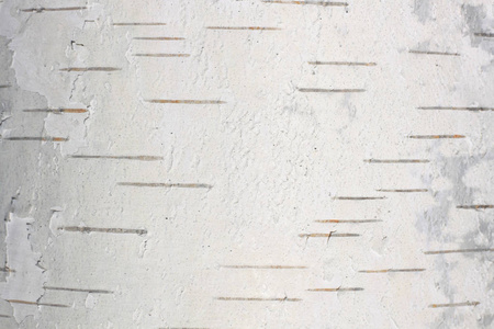 白桦树皮特写照片图片