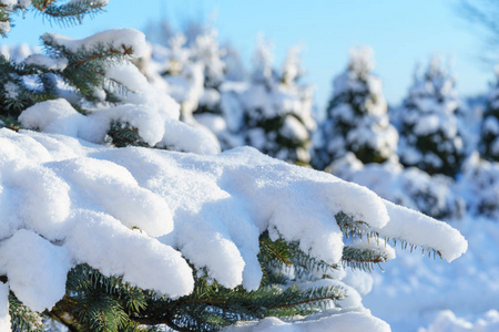 冷杉蓝色云杉在雪中