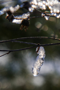 松枝与雪