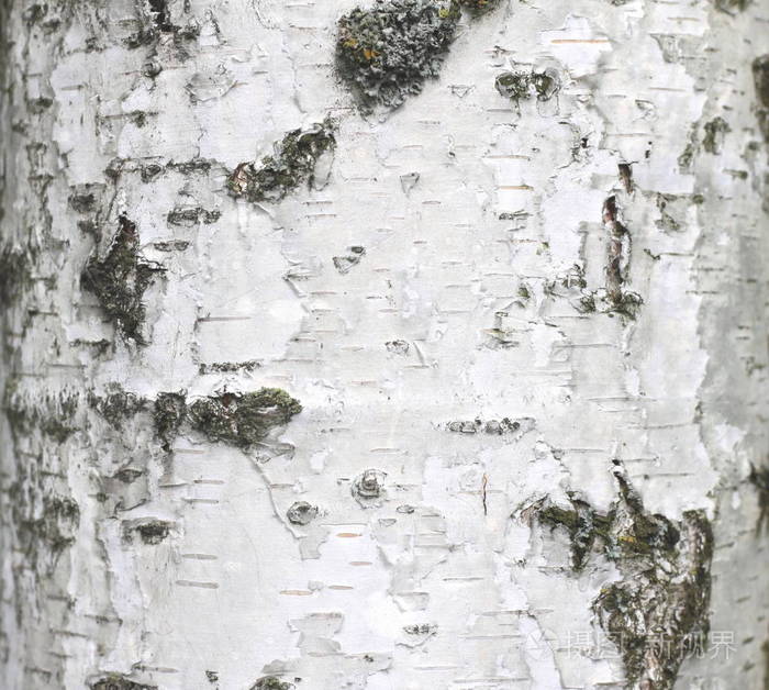 白桦树皮纹理自然背景纸特写