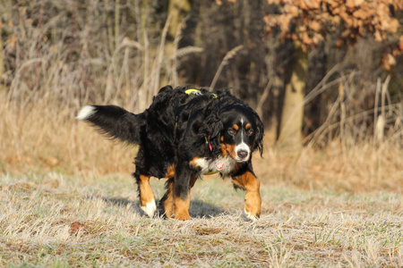 bernese 山狗