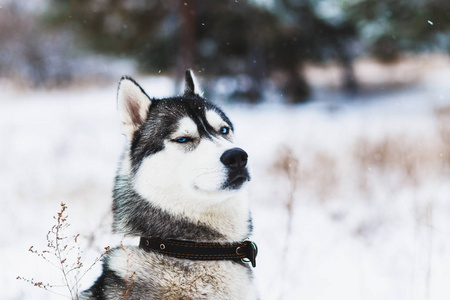 赫斯基狗走在雪地里大街上。赫斯基狗的肖像