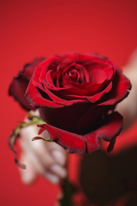 美丽的红玫瑰，在女人手上的背景