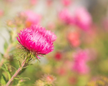 花园里的粉红色紫菀花