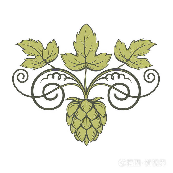 啤酒花的形象