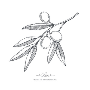 手绘素描风格的黑色的橄榄枝.矢量 iilustration 白色背景上分离.