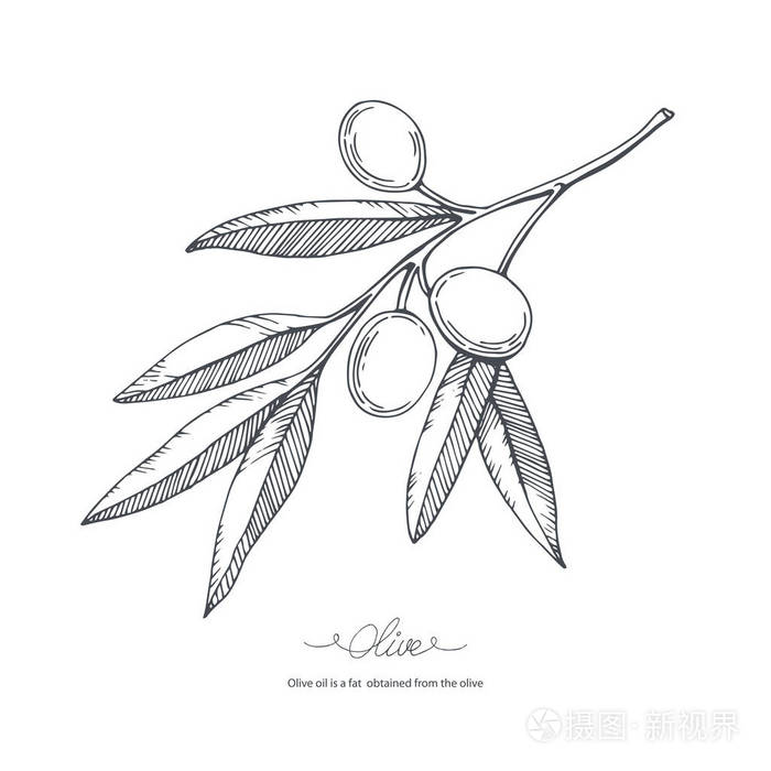 手绘橄榄素描插画-正版商用图片0wnryx-摄图新视界