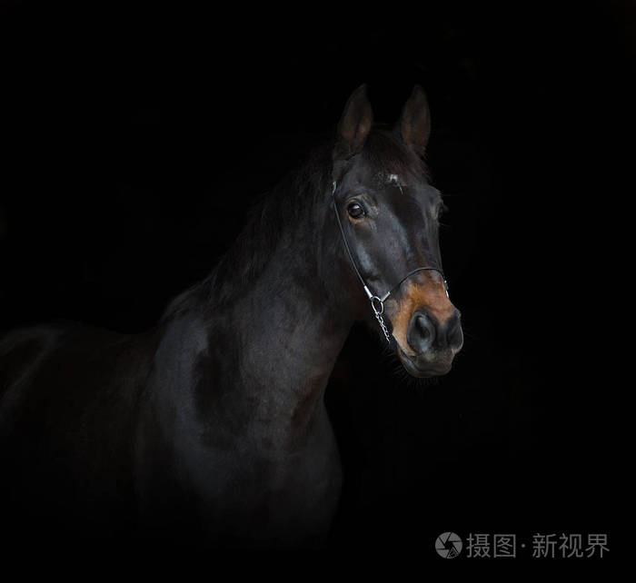 布劳恩马孤立在黑色背景上的肖像