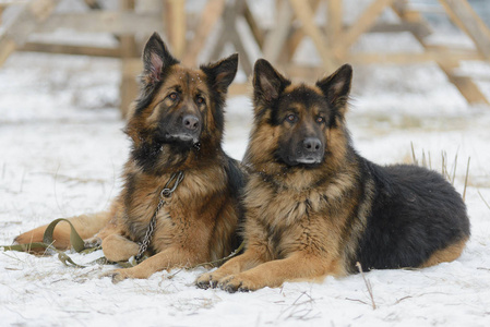 在雪中的两个德国牧羊犬