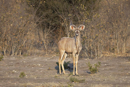 大库杜tragelaphus strepsiceros