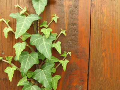带植物的木墙