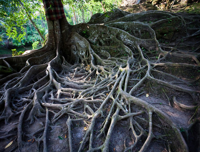 地上的树根
