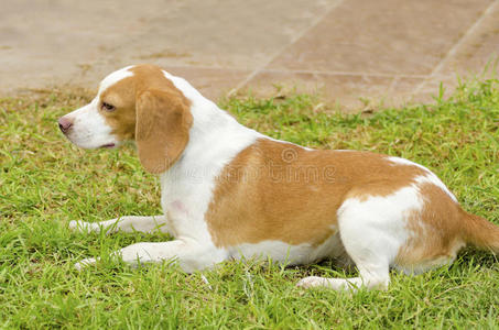 伊斯特里亚短毛猎犬图片