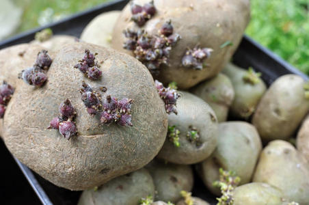 早春准备发芽马铃薯地栽三老瘪白色背景上的土豆发芽的的块茎女手入