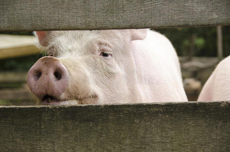 好奇的猪从栅栏里看过去