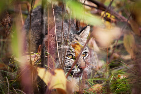 山猫lynx rufus表现出跟踪行为