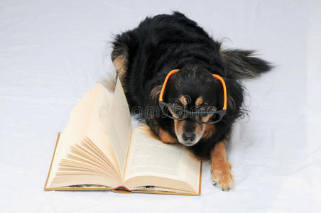 阅读狗