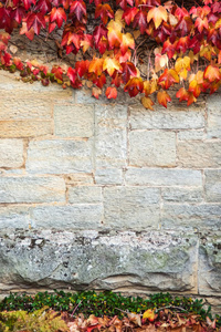 红色长春藤背景的石墙图片