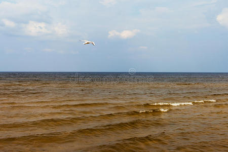 波罗的海。