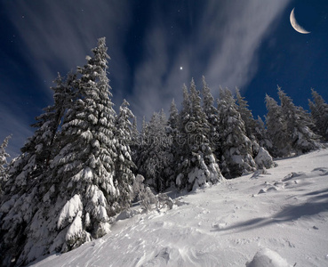 白雪覆盖的冷杉树夜景