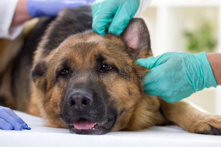 兽医检查德国牧羊犬的耳朵