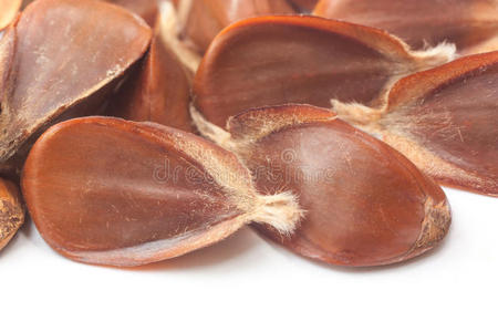 山毛榉坚果图片