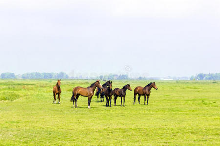 绿草地上的六匹马照片