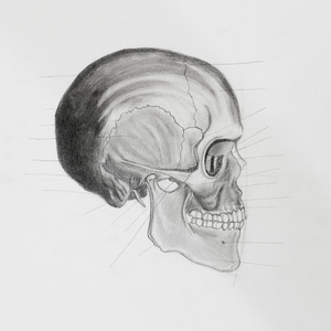 头骨侧面图.医学插图照片
