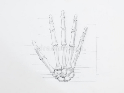 手骨图片 手骨素材 手骨插画 摄图新视界