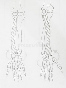 铅笔画手的图片